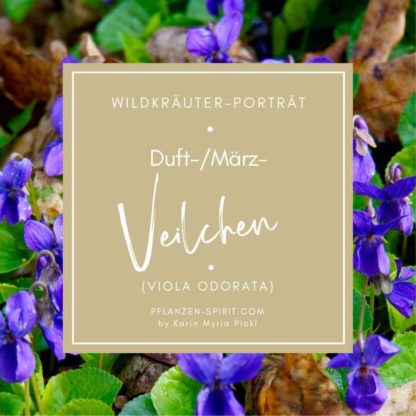 Wildkräuter-Porträt Märzveilchen